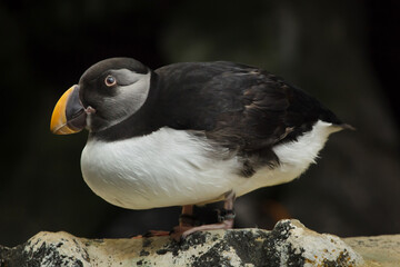 Atlantic puffin (Fratercula arctica)