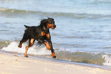 Gordon Setter Hunting Dog Female on the beach
