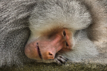 Hamadryas baboon (Papio hamadryas).