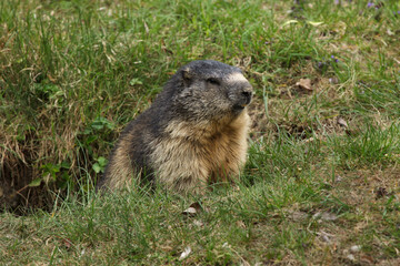 Alpine marmot (Marmota marmota).