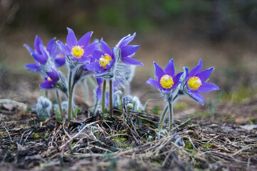 Closeup Wild Spring Flowers Pulsatilla Patens. Belarus.