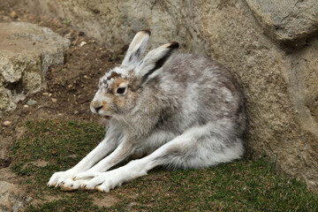 Mountain hare (Lepus timidus)
