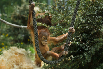 Newborn Sumatran orangutan (Pongo abelii). © Vladimir Wrangel