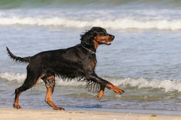 Gordon Setter Hunting Dog Female on the beach