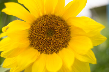 Obraz premium Closeup sunflower with yellow blurry petals.