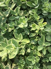 flowers, sea, garden 