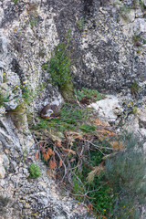 AGUILA AZOR PERDICERA, Bonelli's eagle, Aquila fasciata