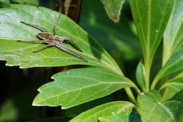 spider on a green leaf in the garden 