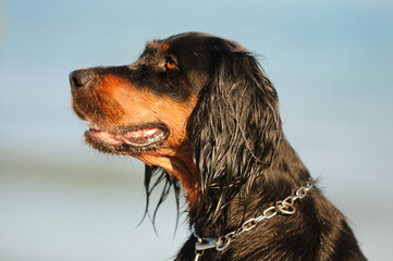 Gordon Setter Hunting Dog Female on the beach