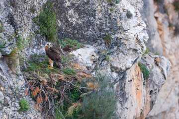 AGUILA AZOR PERDICERA, Bonelli's eagle, Aquila fasciata