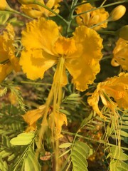 flowers, sea, garden 