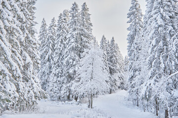 coniferous forest in winter. Russia