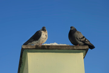 Pigeons sitting on building in winter park