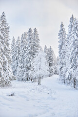Obraz premium coniferous forest in winter. Russia