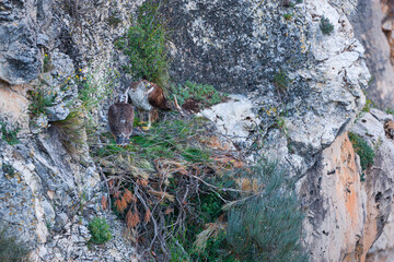 BONELLI'S EAGLE - AGUILA AZOR PERDICERA (Hieraaetus fasciatus)