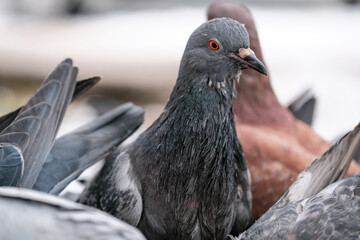 Wild city pigeons
