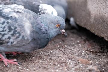 Wild city pigeons