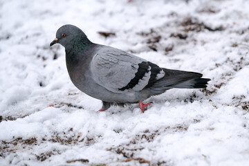 Wild city pigeons