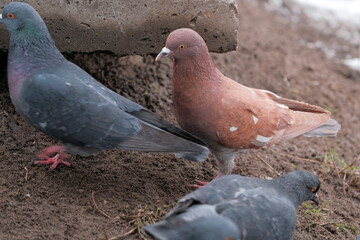Wild city pigeons