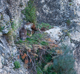 BONELLI'S EAGLE - AGUILA AZOR PERDICERA (Hieraaetus fasciatus)