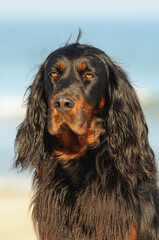 Gordon Setter Hunting Dog Female on the beach