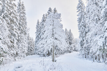 Fototapeta premium coniferous forest in winter. Russia