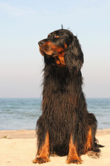 Gordon Setter Hunting Dog Female on the beach