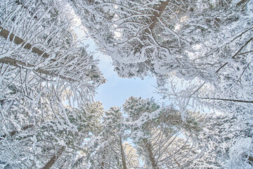 tree crowns from bottom to top in winter