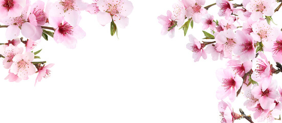 Panele Szklane  Amazing spring blossom. Tree branches with beautiful flowers on white background, banner design