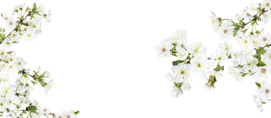 Obraz na płótnie Canvas Amazing spring blossom. Tree branches with beautiful flowers on white background, banner design