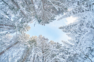 tree crowns from bottom to top in winter