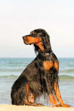 Gordon Setter Hunting Dog Female On The Beach