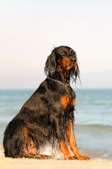 Gordon Setter Hunting Dog Female on the beach