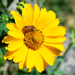 insetto riposa su fiore giallo sotto il sole estivo