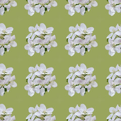 Obraz na płótnie Canvas Seamless pattern spring flower composition, white colored apple flowers.
