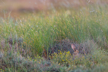 CONEJO COMUN O EUROPEO (Oryctolagus cuniculus)
