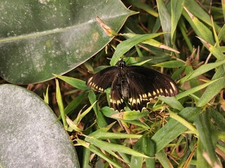 Fototapeta premium Schmetterlingspark - Schmetterling