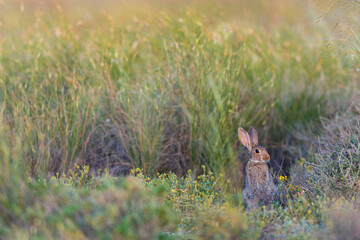 CONEJO COMUN O EUROPEO (Oryctolagus cuniculus)