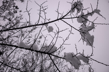fully snow covered tree branch
