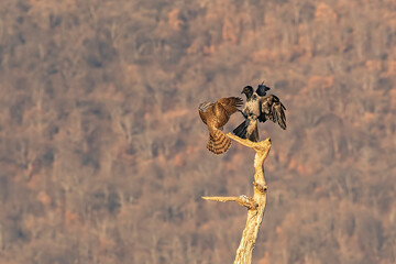 Two birds flying around tree in Bulgaria nature