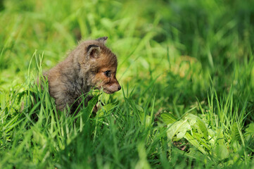 Naklejka na ściany i meble Fox cub has got lost in the village and hides in the grass