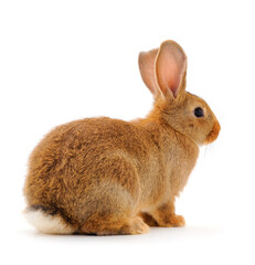 Brown rabbit isolated.