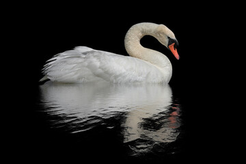 Swan on a black surface.