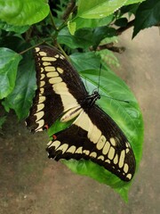 Schmetterlingspark - Schmetterling