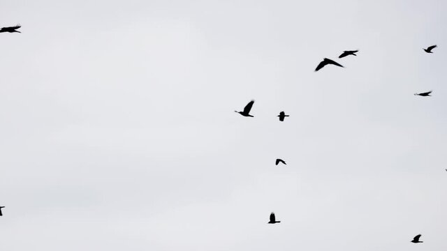 Flock of crows flying in an imperfect formation. Slow motion, Birds flying in formation. Migrating Greater birds flying in Formation. Big Flock of birds