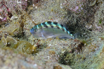 着底間もないタカノハダイの幼魚
