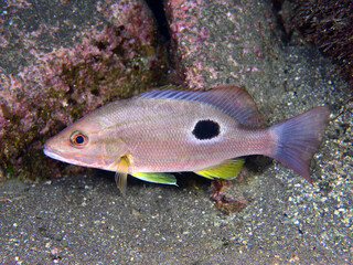 クロホシフエダイ