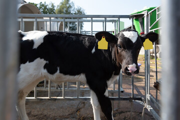 Calf on a farm.