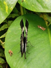 Schmetterlingspark - Schmetterling