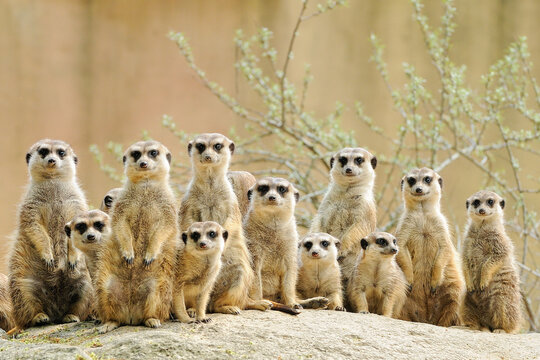 Suricate or meerkat (Suricata suricatta) family